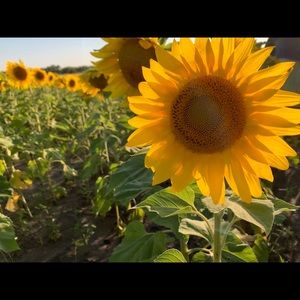 Meet your Posher, Lexi